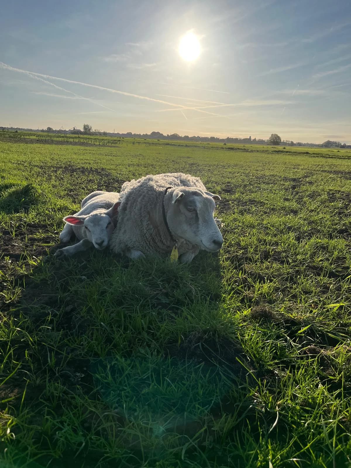 Schaap met lam in het weiland bij de boerderij