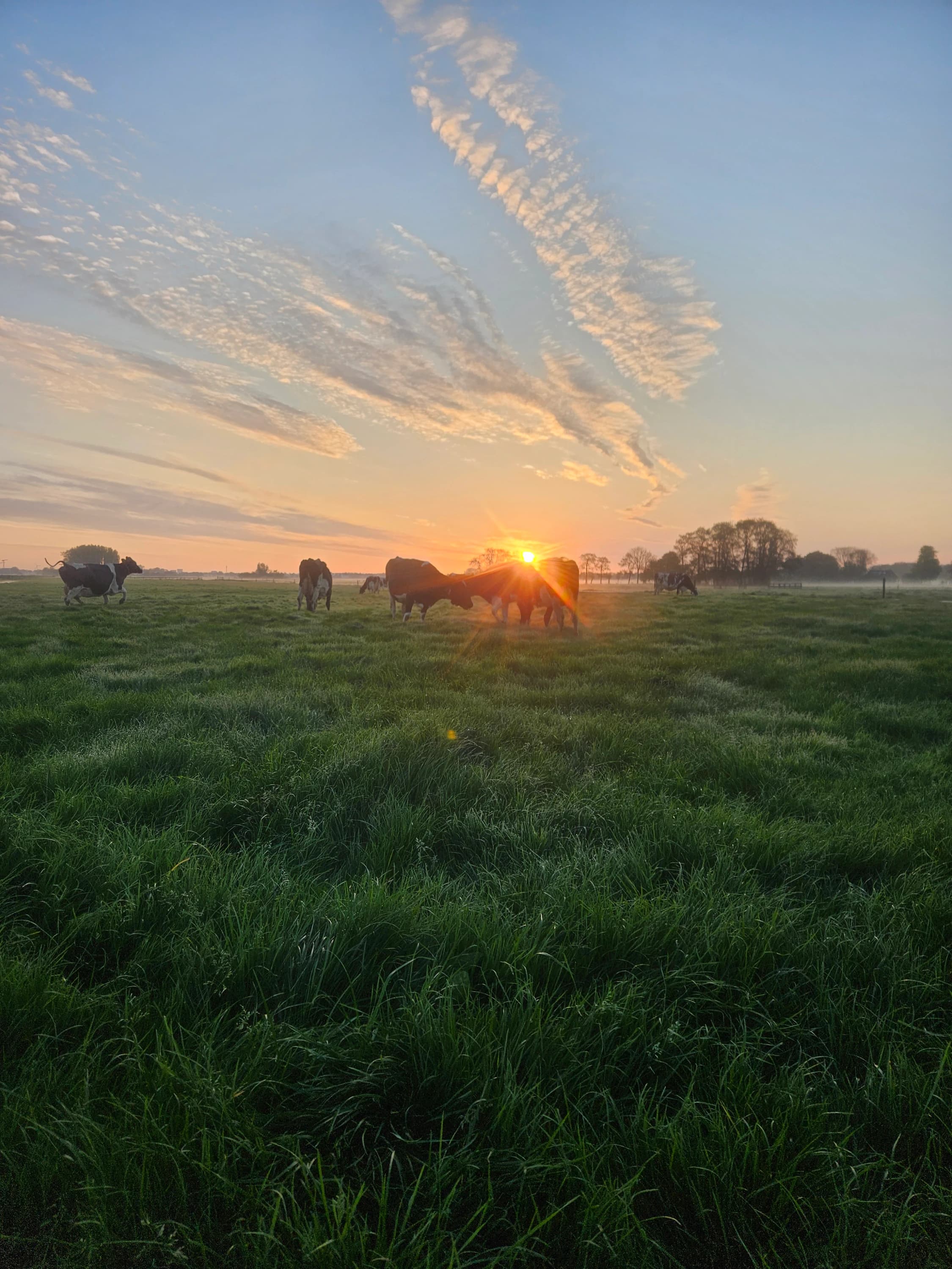 Koeien van de familie Van Zuijlen bij zonsopkomst in de wei