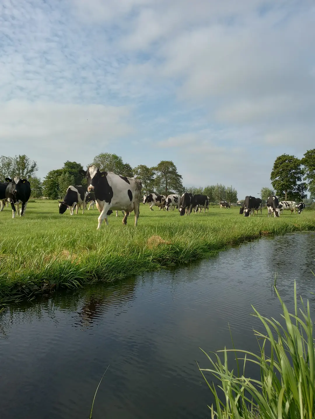 Koeien van de familie Van Zuijlen in de wei langs de sloot